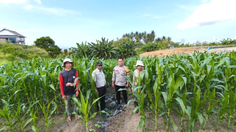 Bhabinkamtibmas Polsek Banggae Pantau Jagung Poktan Sipatuo, Pastikan Program Ketahanan Pangan Berbuah Sukses