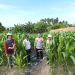 Bhabinkamtibmas Polsek Banggae Pantau Jagung Poktan Sipatuo, Pastikan Program Ketahanan Pangan Berbuah Sukses
