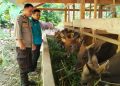 Lebih dari Sekadar Sambang, Bhabinkamtibmas Polsek Banggae Hadir Menggerakkan Harapan Peternak