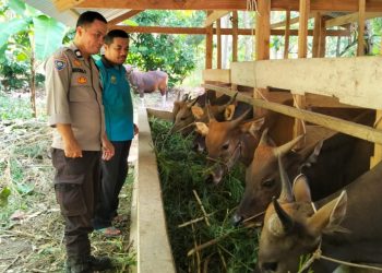 Lebih dari Sekadar Sambang, Bhabinkamtibmas Polsek Banggae Hadir Menggerakkan Harapan Peternak