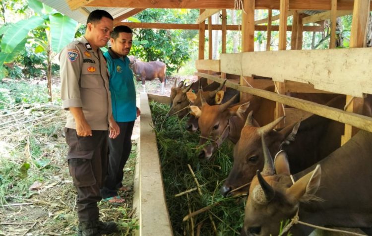 Lebih dari Sekadar Sambang, Bhabinkamtibmas Polsek Banggae Hadir Menggerakkan Harapan Peternak