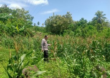 Dorong Produktivitas, Bhabinkamtibmas Polsek Malunda Cek Lahan Jagung Poktan Bura Dolong