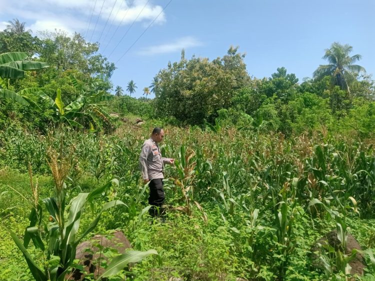 Dorong Produktivitas, Bhabinkamtibmas Polsek Malunda Cek Lahan Jagung Poktan Bura Dolong