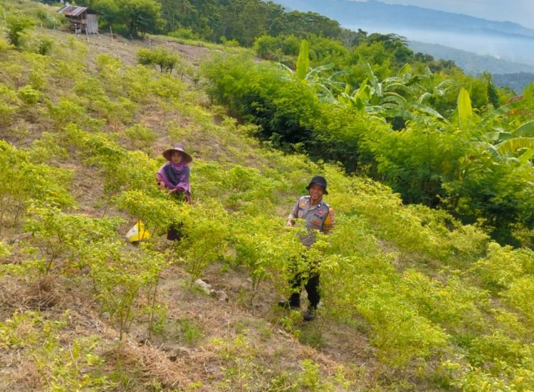 Cabe Cakra Siap Panen, Bhabinkamtibmas Polsek Banggae Turun Langsung Pantau Lahan Petani Sondong Salama