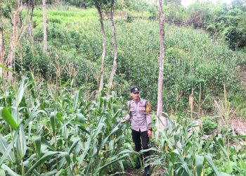 Bhabinkamtibmas Polsek Sendana Pantau Lahan Jagung 1 Hektare, Dorong Hasil Panen Disalurkan ke Bulog