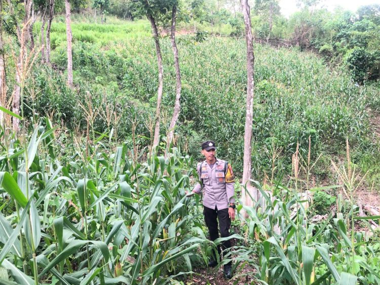 Bhabinkamtibmas Polsek Sendana Pantau Lahan Jagung 1 Hektare, Dorong Hasil Panen Disalurkan ke Bulog