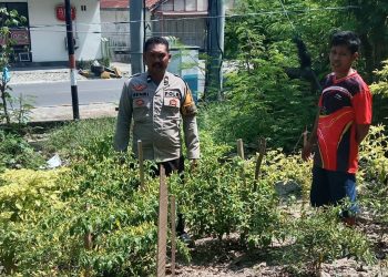 Bhabinkamtibmas Polsek Banggae Pantau Kebun Cabai Warga, Wujud Nyata Dukung Ketahanan Pangan