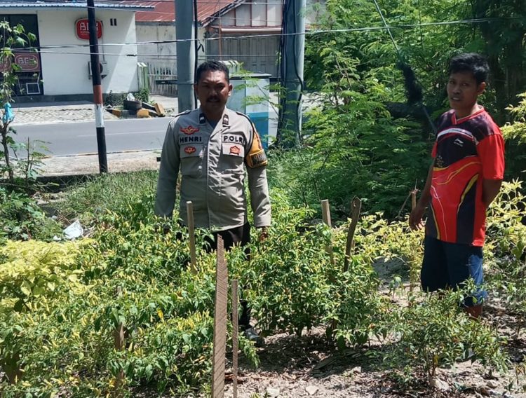 Bhabinkamtibmas Polsek Banggae Pantau Kebun Cabai Warga, Wujud Nyata Dukung Ketahanan Pangan