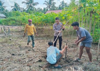 Sinergi Polisi dan Petani, Bhabinkamtibmas Polsek Banggae Turun Tangan Panen Singkong Demi Ketahanan Pangan