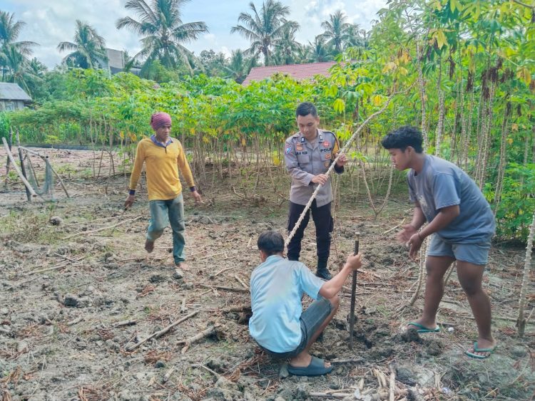 Sinergi Polisi dan Petani, Bhabinkamtibmas Polsek Banggae Turun Tangan Panen Singkong Demi Ketahanan Pangan
