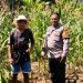 Bhabinkamtibmas Polsek Malunda Turun Langsung Pantau Ladang Jagung, Dukung Ketahanan Pangan di Kayuangin