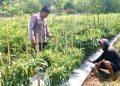 Pantau Langsung Lahan Warga Bhabinkamtibmas Polsek Sendana Hadir Dampingi Petani Cabai di Dusun Leppangan Timur