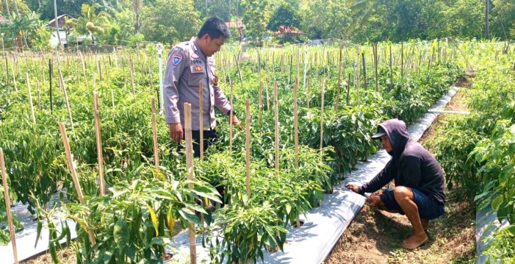 Pantau Langsung Lahan Warga Bhabinkamtibmas Polsek Sendana Hadir Dampingi Petani Cabai di Dusun Leppangan Timur