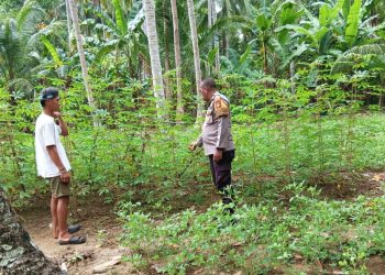 Dari Ladang Singkong ke Ketahanan Negeri: Peran Aktif Bhabinkamtibmas Polsek Malunda Mengawal Pangan Rakyat