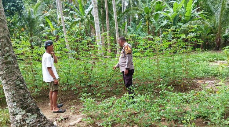 Dari Ladang Singkong ke Ketahanan Negeri: Peran Aktif Bhabinkamtibmas Polsek Malunda Mengawal Pangan Rakyat