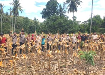 Kapolsek Sendana Turun Langsung Panen Jagung, Wujud Dukungan Nyata Ketahanan Pangan