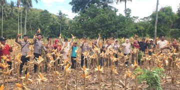 Kapolsek Sendana Turun Langsung Panen Jagung, Wujud Dukungan Nyata Ketahanan Pangan