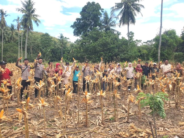 Kapolsek Sendana Turun Langsung Panen Jagung, Wujud Dukungan Nyata Ketahanan Pangan