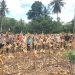 Kapolsek Sendana Turun Langsung Panen Jagung, Wujud Dukungan Nyata Ketahanan Pangan