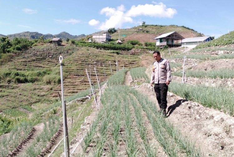 Bhabinkamtibmas Polsek Banggae Tinjau Lahan Bawang Warga Sondong, Perkuat Dukungan Ketahanan Pangan
