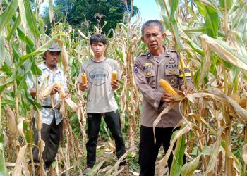 Kawal Ketahanan Pangan, Bhabinkamtibmas Polsek Sendana Turun Langsung Panen Jagung Bersama Petani