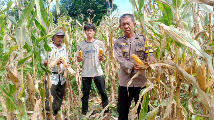 Kawal Ketahanan Pangan, Bhabinkamtibmas Polsek Sendana Turun Langsung Panen Jagung Bersama Petani