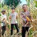 Kawal Ketahanan Pangan, Bhabinkamtibmas Polsek Sendana Turun Langsung Panen Jagung Bersama Petani