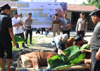 Polres Majene dan Bhayangkari Sembelih Empat Ekor Sapi Kurban, Wujud Kepedulian untuk Sesama