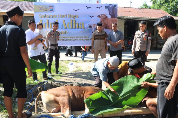 Polres Majene dan Bhayangkari Sembelih Empat Ekor Sapi Kurban, Wujud Kepedulian untuk Sesama