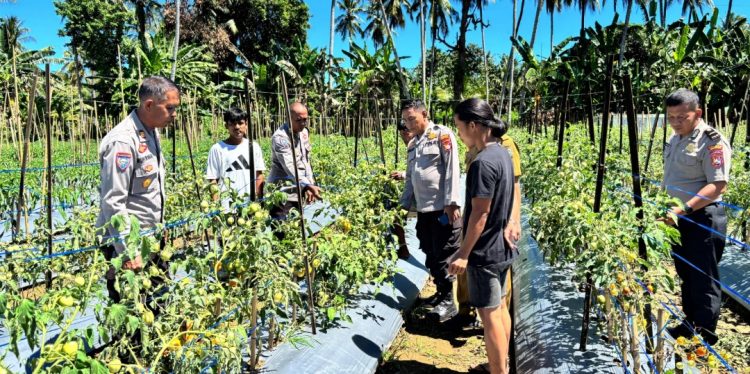 Dukung Ketahanan Pangan, Bhabinkamtibmas Polsek Malunda dampingi Satuan Binmas Polres Majene Pantau Lahan P2B Kelompok Tani Salu Paondo