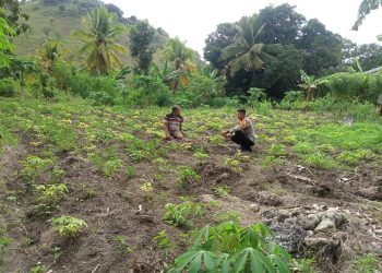 Bhabinkamtibmas Polsek Banggae Pantau Tanaman Singkong Warga, Wujud Dukung Program Ketahanan Pangan Nasional