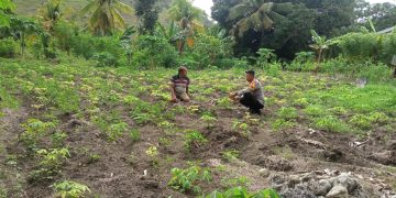 Bhabinkamtibmas Polsek Banggae Pantau Tanaman Singkong Warga, Wujud Dukung Program Ketahanan Pangan Nasional