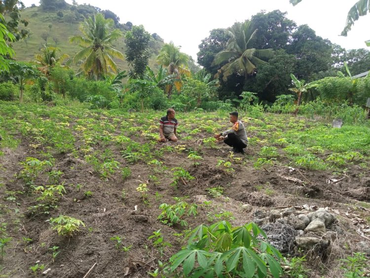 Bhabinkamtibmas Polsek Banggae Pantau Tanaman Singkong Warga, Wujud Dukung Program Ketahanan Pangan Nasional